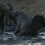 Una noche en la tierra - Elefantes en charco