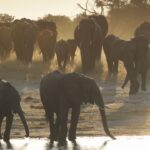 Una noche en la tierra - Manada de elefantes