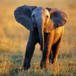 Una Noche en África elefante pequeño