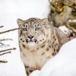 Leopardo del las Nieves 3