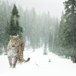 Leopardo del las Nieves 4