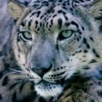 Leopardo del las Nieves 5