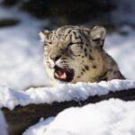 Leopardo del las Nieves 6