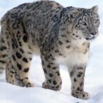 Leopardo del las Nieves 7
