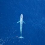 Azul profundo Atlantico ballena azul ©Sea Fever Productions