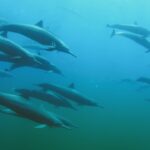 Azul profundo delfines en el océano Pacífico