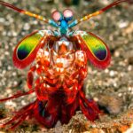 Movimiento animal Camarón mantis Copyright ©Worldwide, AcrossAll Media, InPerpetuityGetty Images
