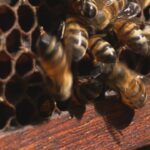 Maestros de las abejas 11