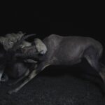 Leones y hienas 7 © Into_the_Wild_Productions