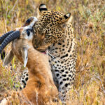 DEPREDADORES_Leopardo atrapa a su presa